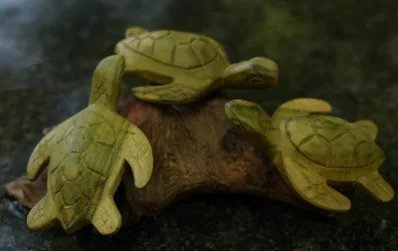 Tortoise