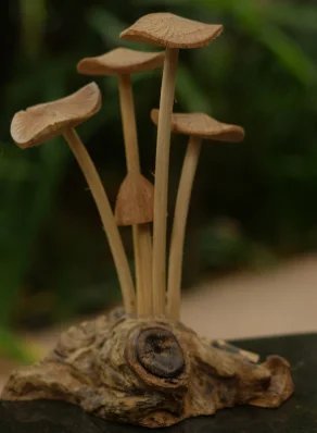 Mushroom, Natural