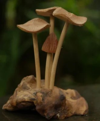 Mushroom, Natural
