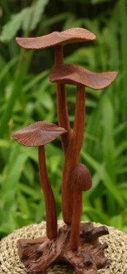 Mushroom, Natural