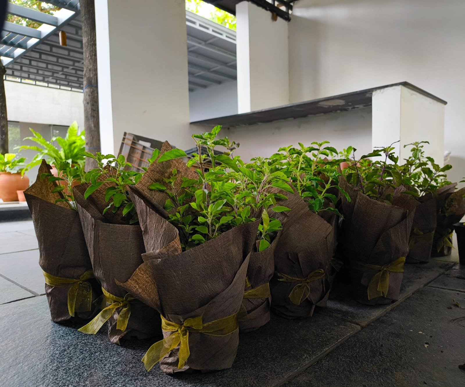 Wrapped sapling favors, bulk set