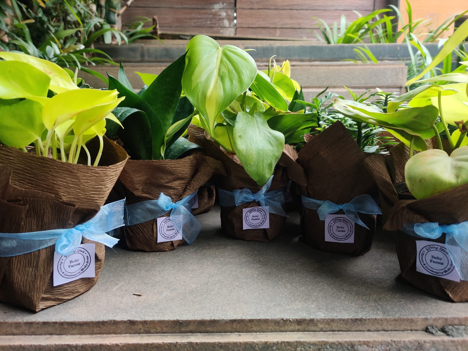 Wrapped sapling favors with Baby Farms tags