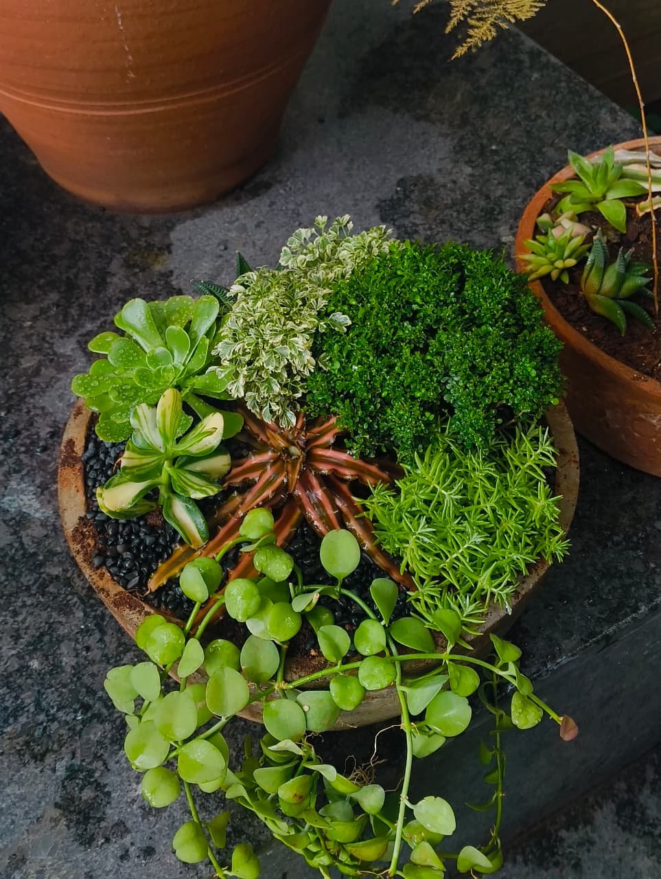 Round bowl succulent arrangement