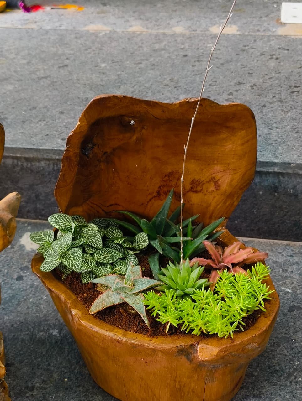 Open wood bowl succulent terrarium