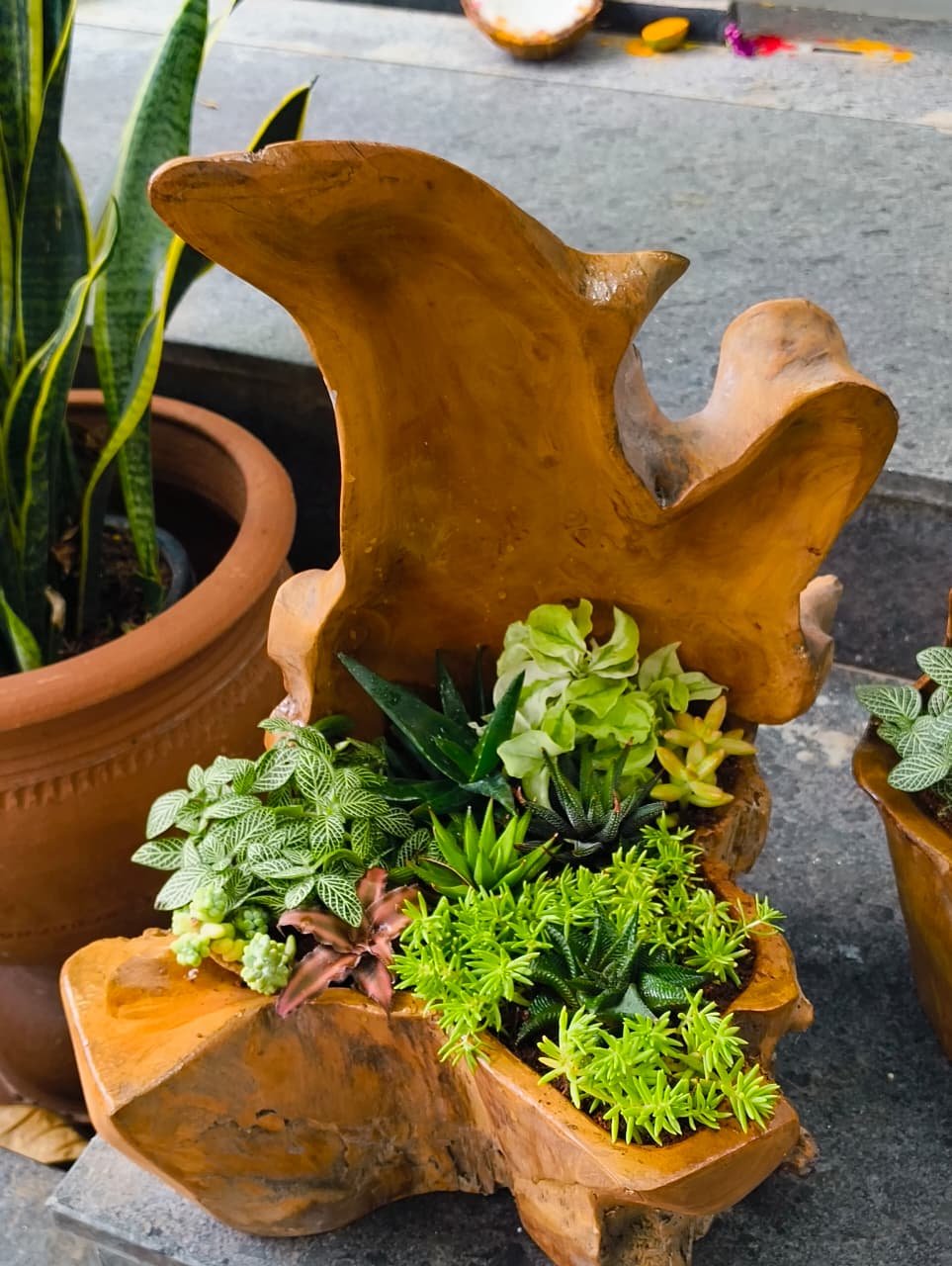 Natural wood vessel succulent arrangement