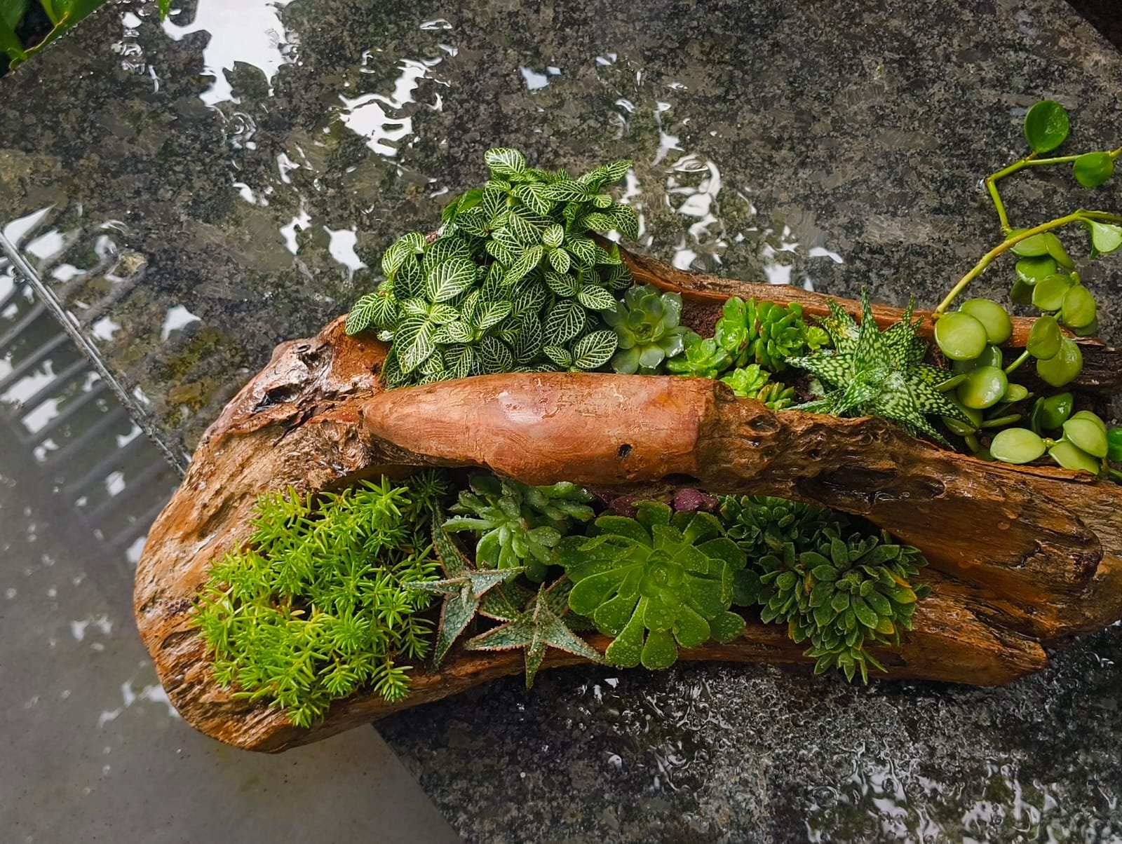 Driftwood succulent terrarium